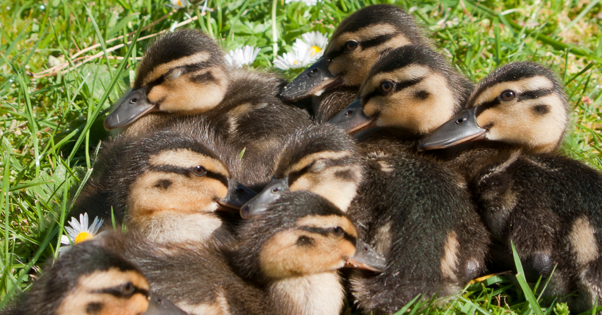 Baby Ducks and Client Imprinting
